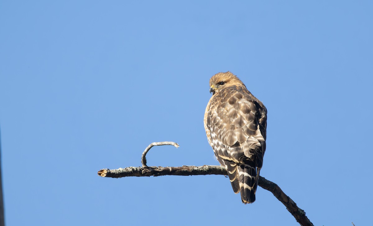 Red-shouldered Hawk - ML631751287