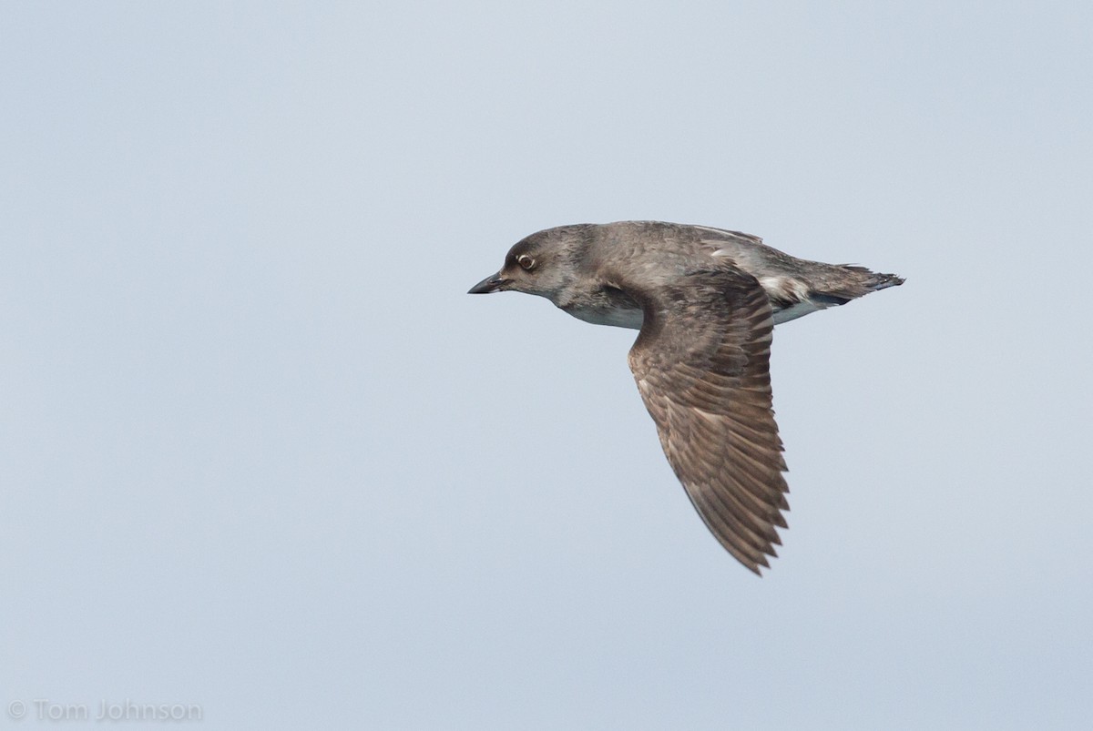 Cassin's Auklet - ML63175131