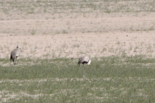 Wattled Crane - ML631751362