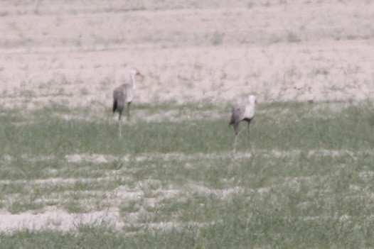 Wattled Crane - ML631751363