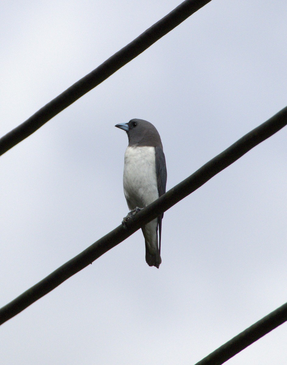 White-breasted Woodswallow - ML631751432