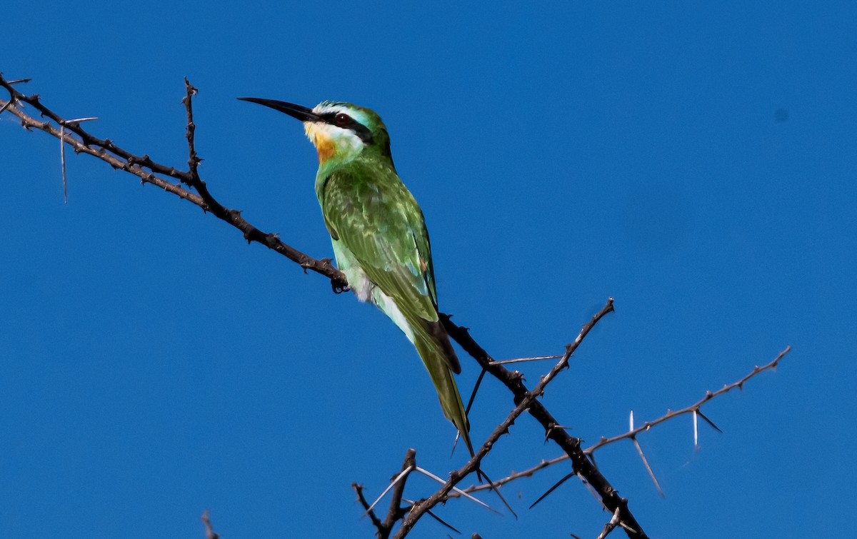 Blue-cheeked Bee-eater - ML631751776