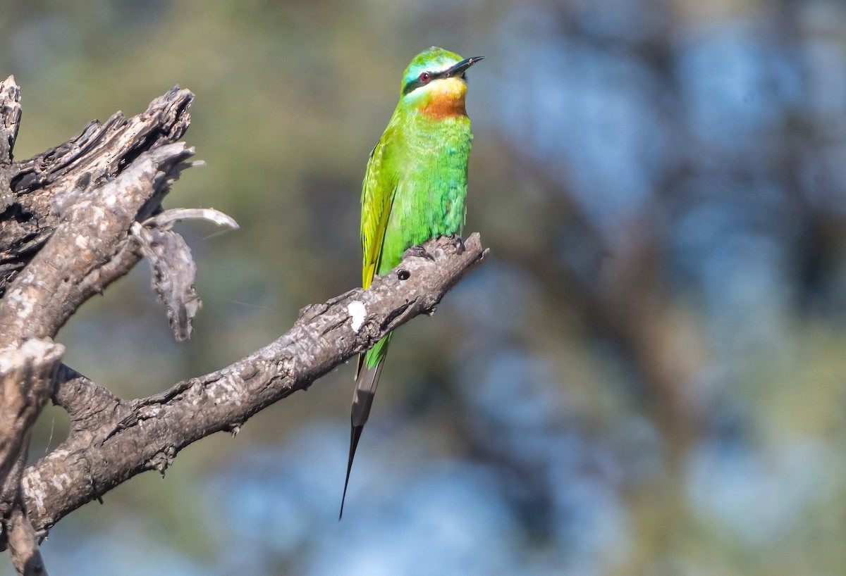 Blue-cheeked Bee-eater - ML631751777