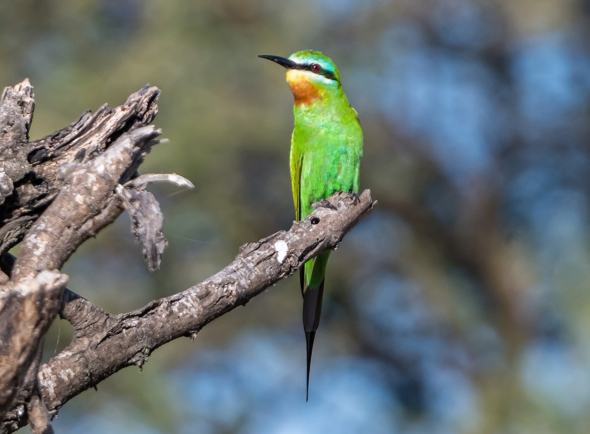 Blue-cheeked Bee-eater - ML631751778