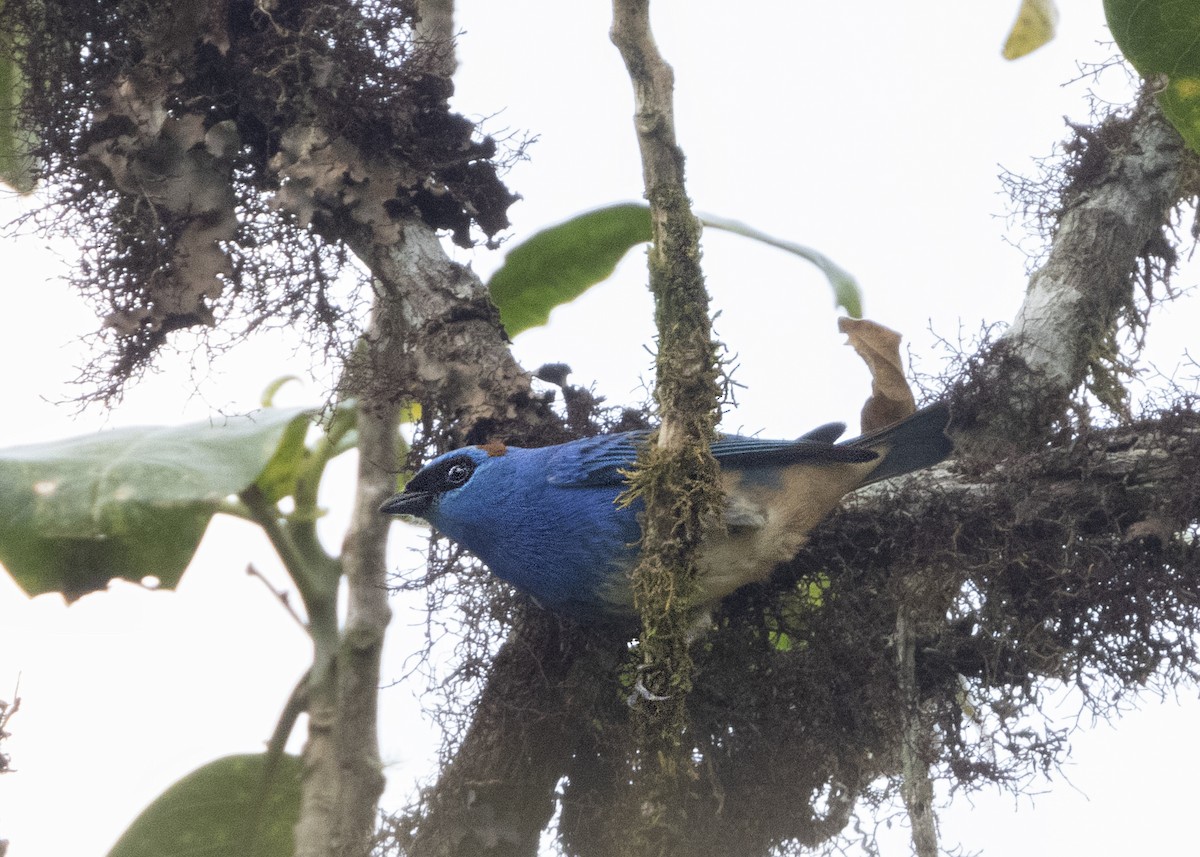 Golden-naped Tanager - ML631752055