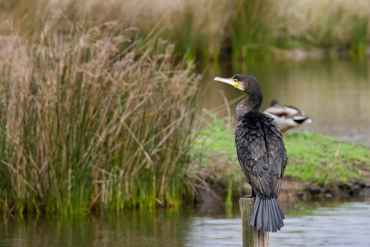Great Cormorant - ML631752075