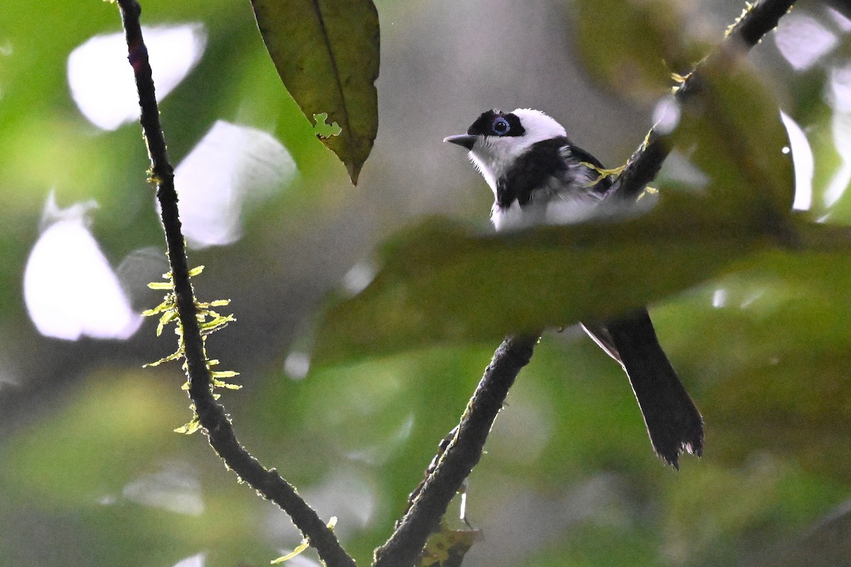 Pied Monarch - ML631752093