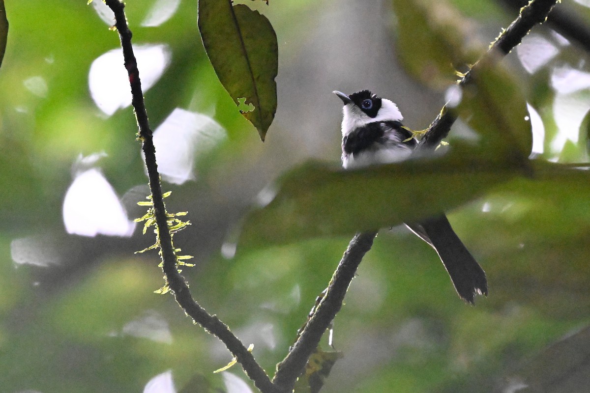 Pied Monarch - ML631752094