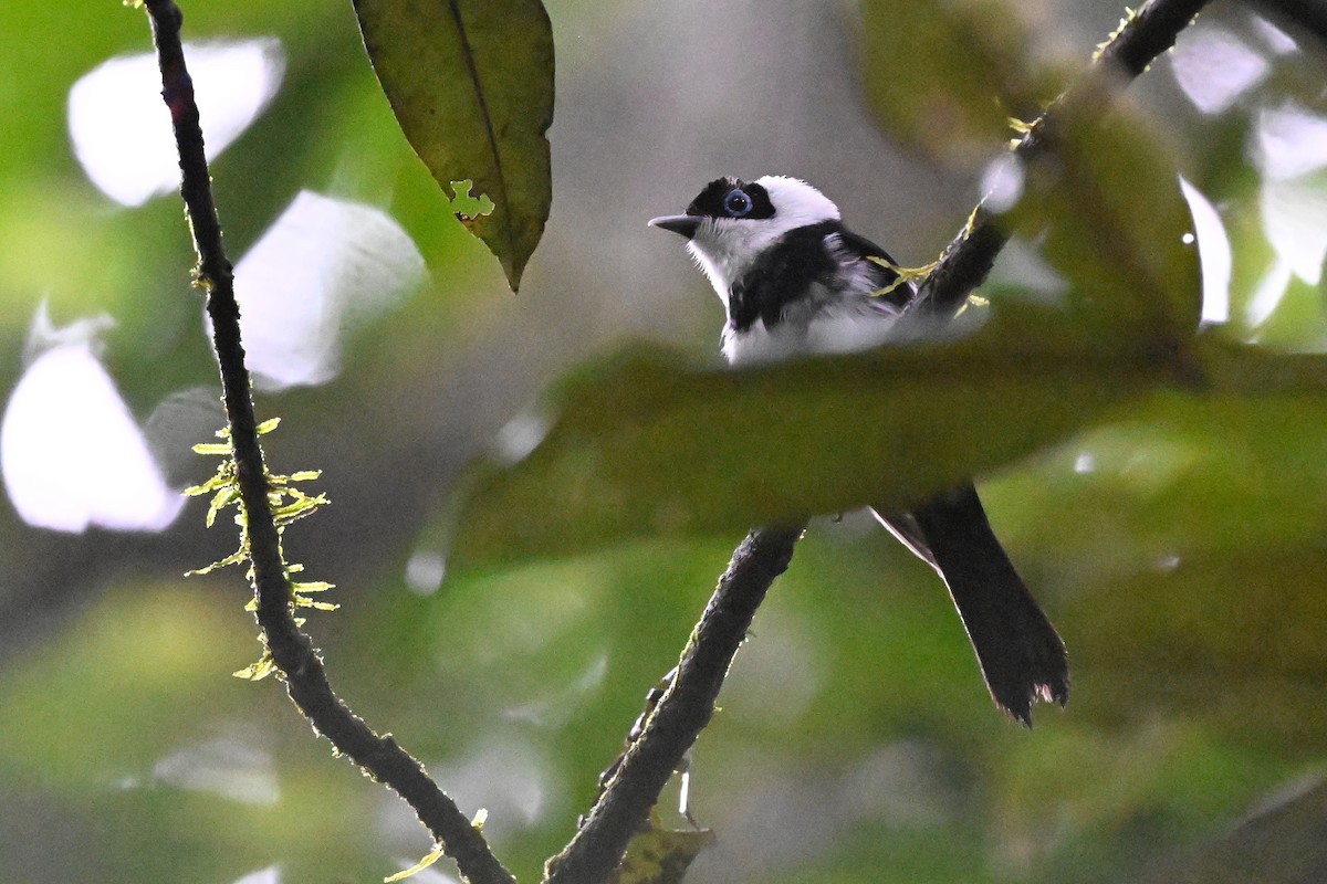Pied Monarch - ML631752095