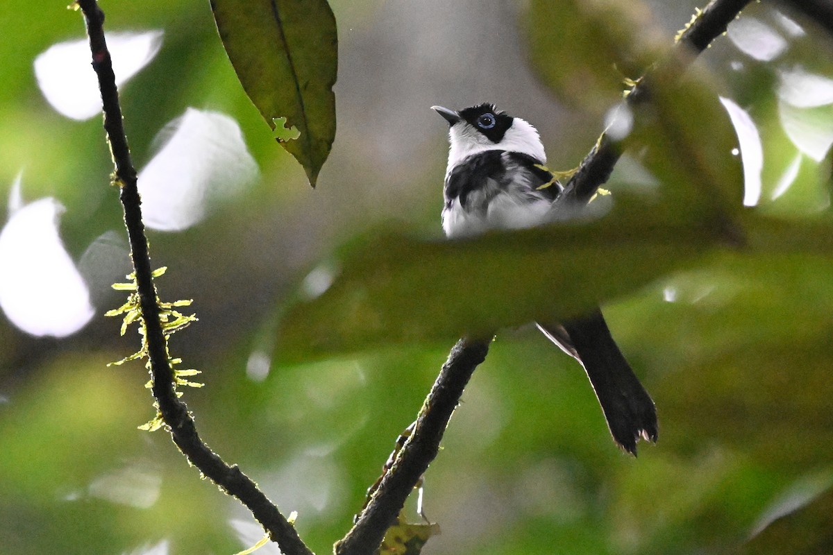 Pied Monarch - ML631752096