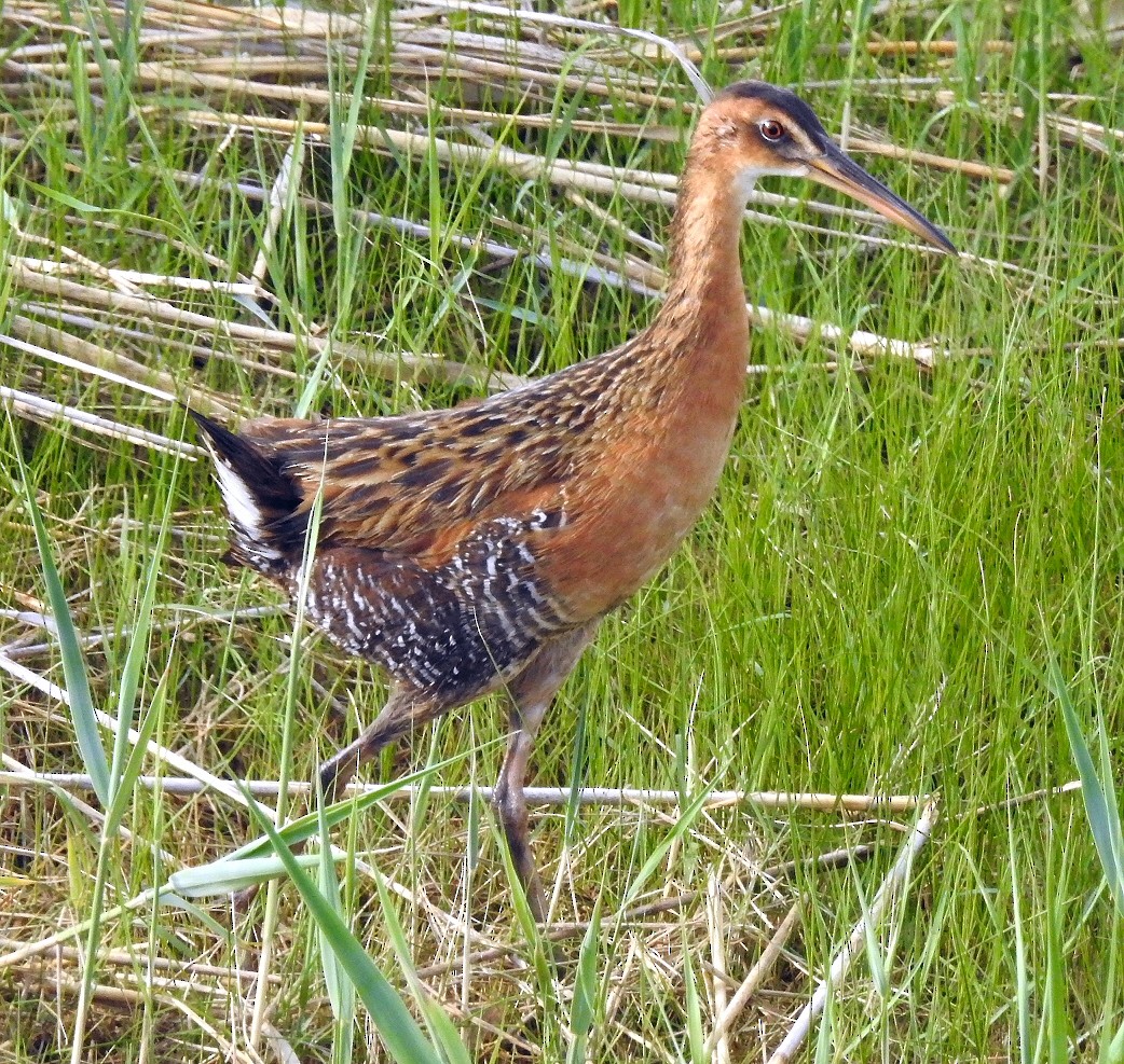 King Rail - Carolyn Longworth