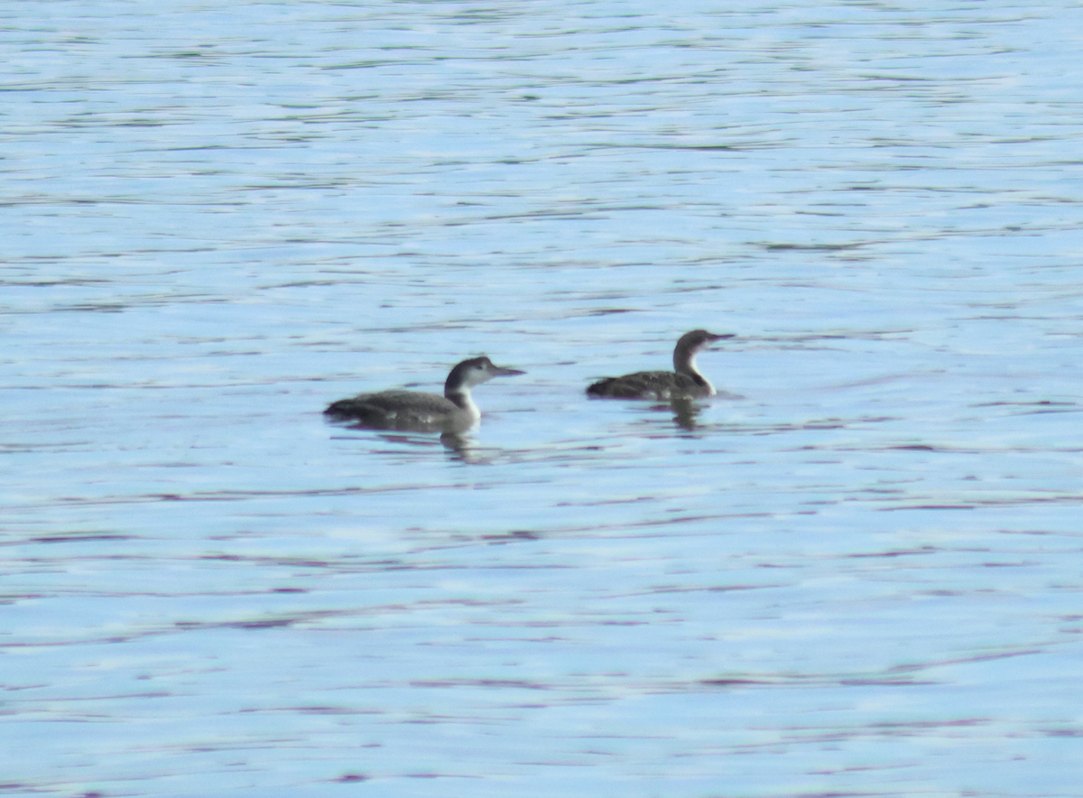 Pacific Loon - ML631752118