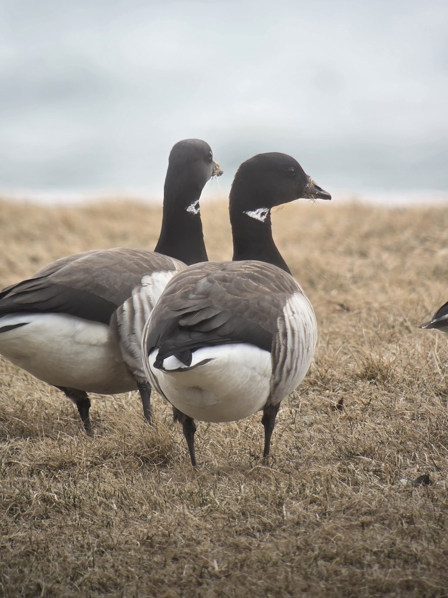 Brant - ML631752250