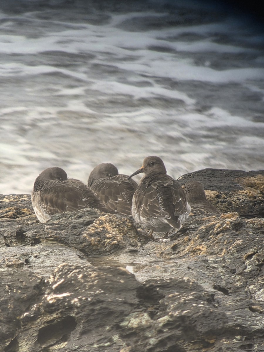 Purple Sandpiper - ML631752290