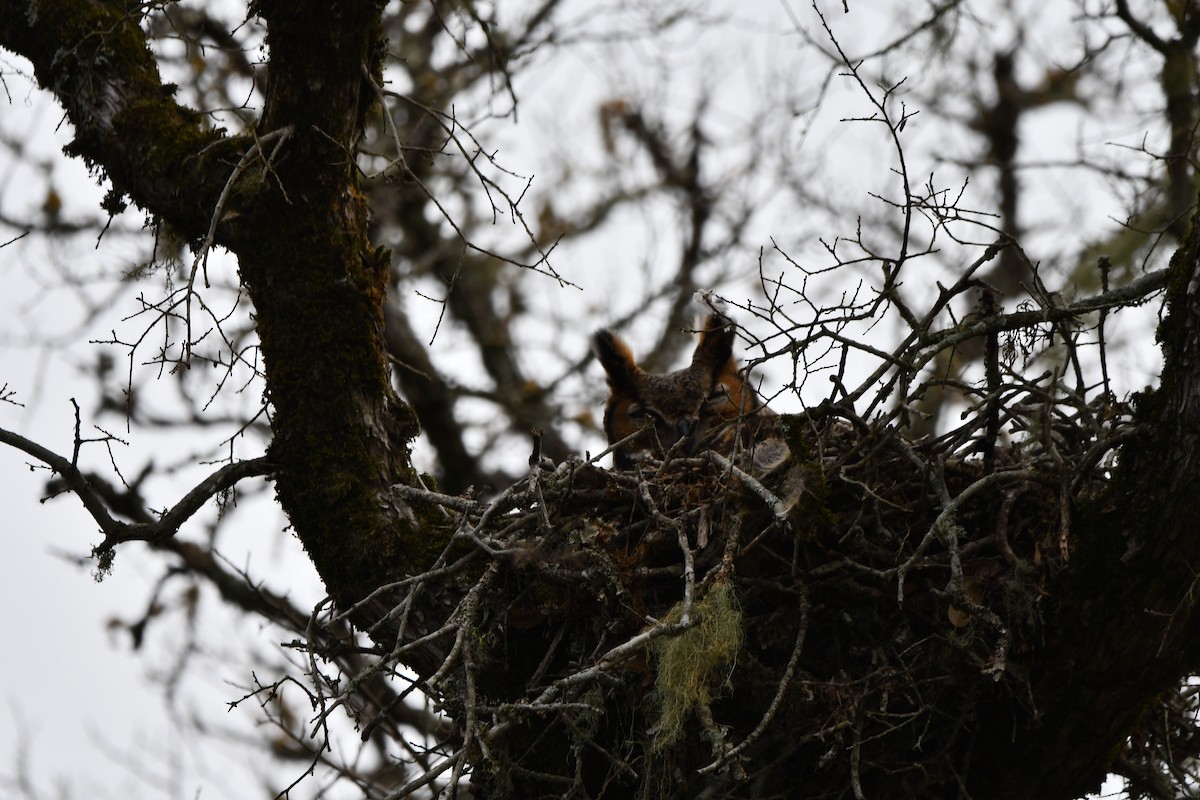 Great Horned Owl - ML631752302