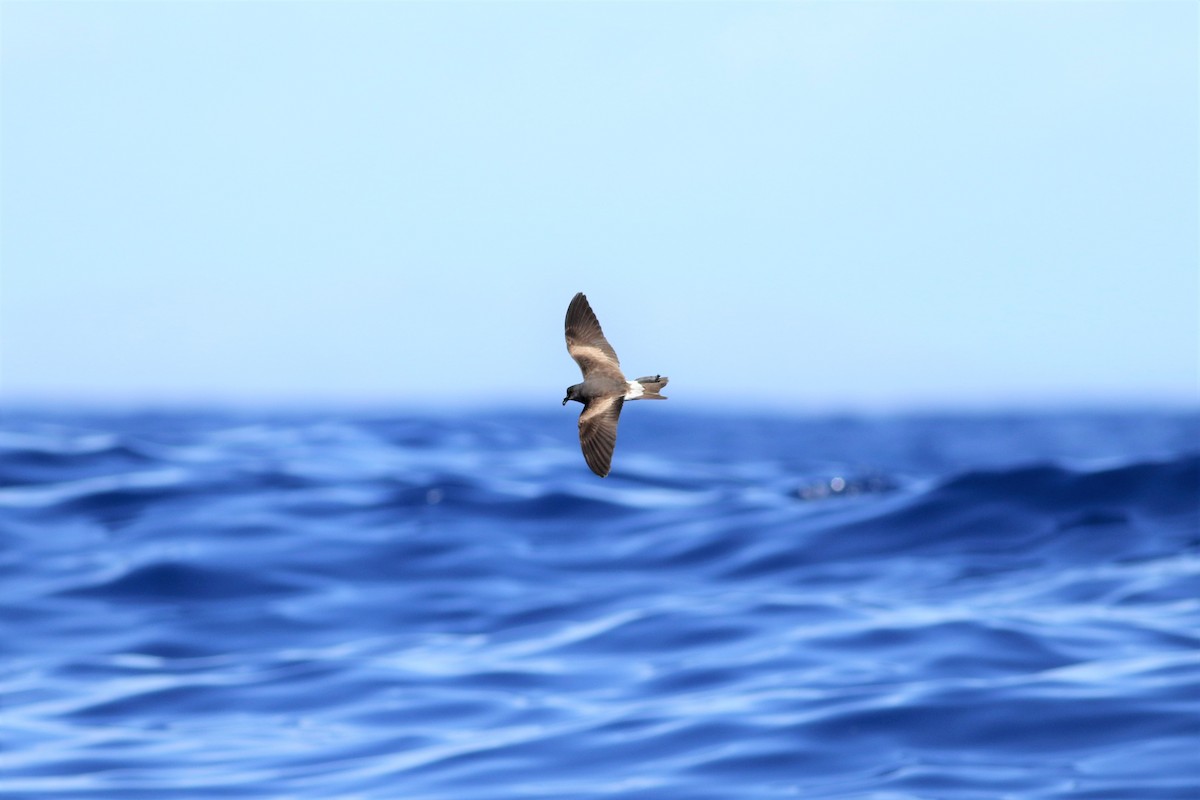 Leach's Storm-Petrel - Peter Flood