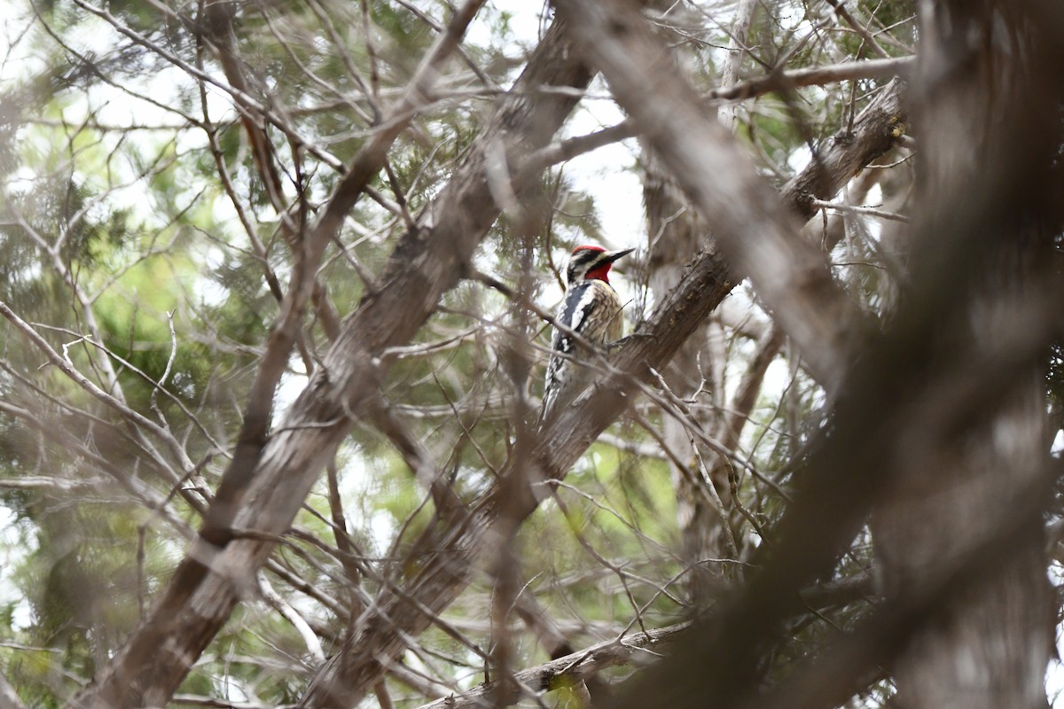 Yellow-bellied Sapsucker - ML631752310