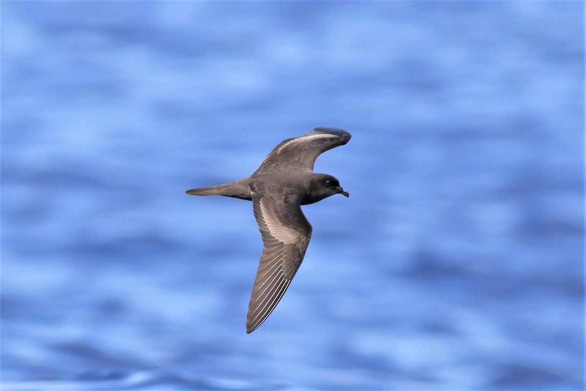 Bulwer's Petrel - Peter Flood