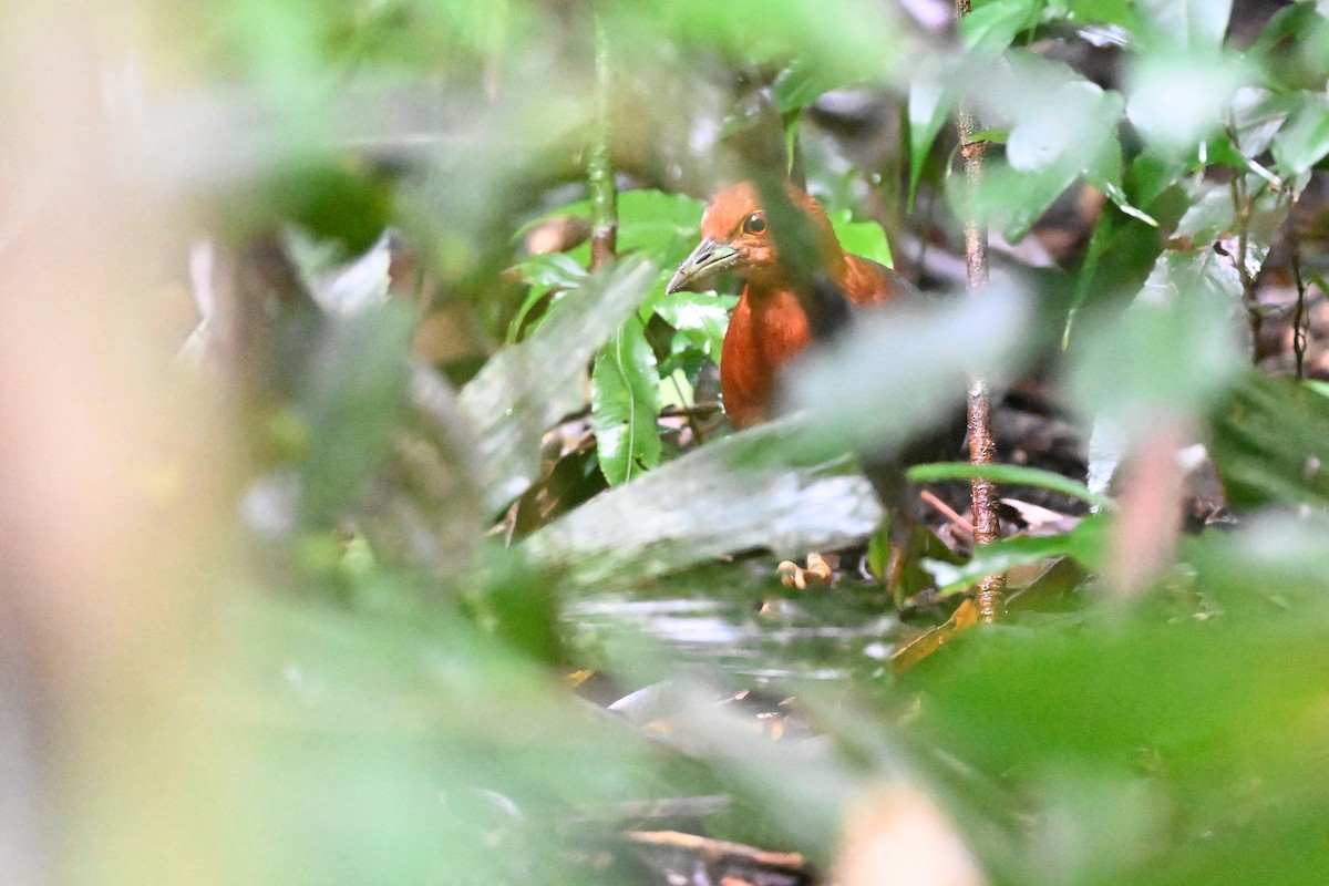 Red-necked Crake - ML631752414