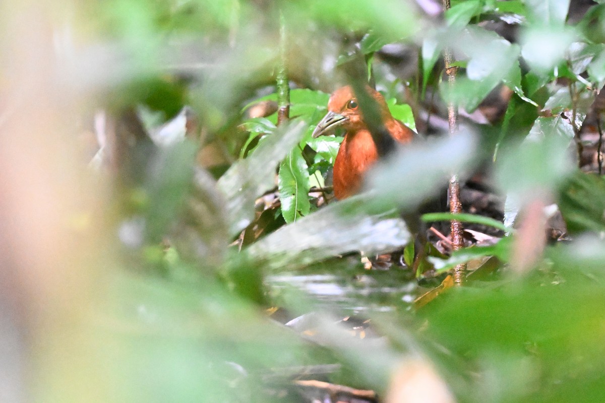 Red-necked Crake - ML631752415
