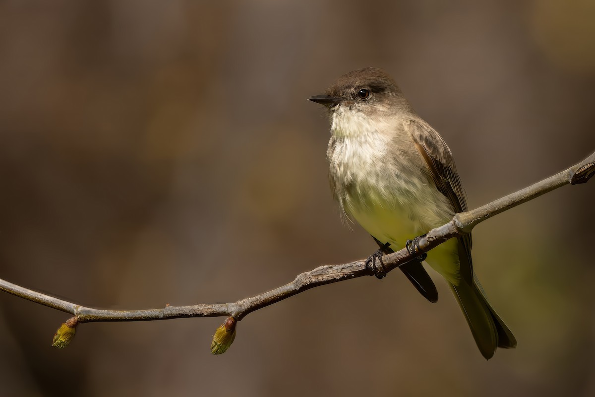 Eastern Phoebe - ML631752449