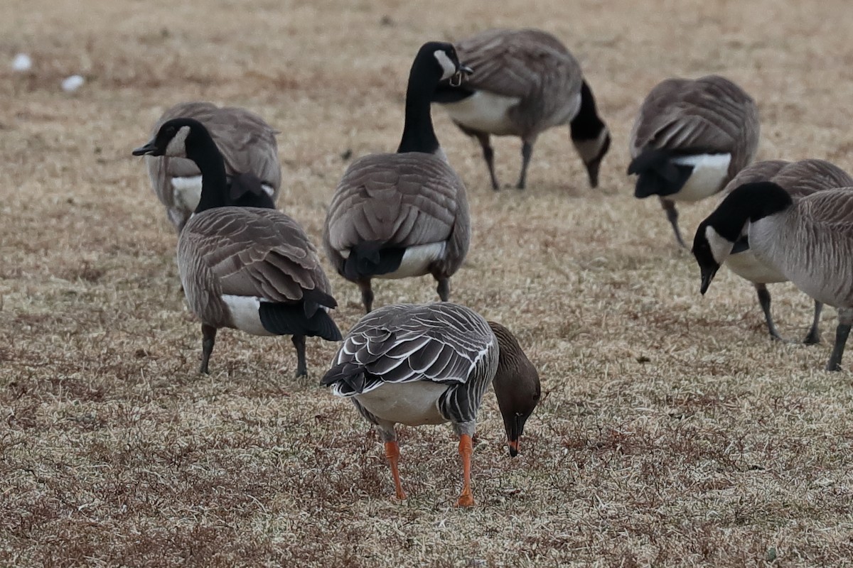 Tundra Bean-Goose - ML631752536