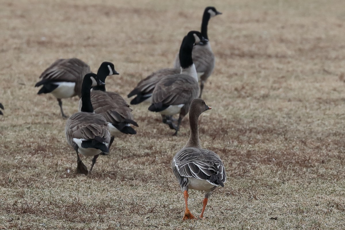 Tundra Bean-Goose - ML631752537