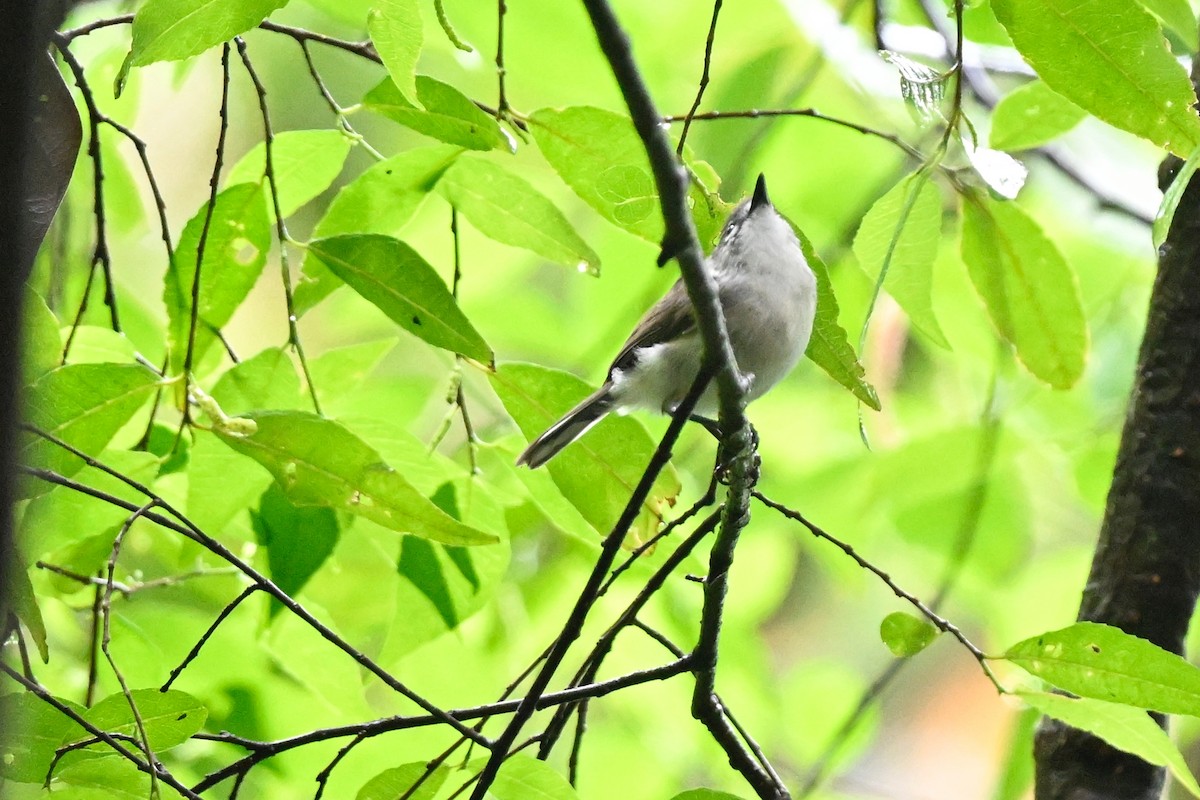 Brown Gerygone - ML631752541