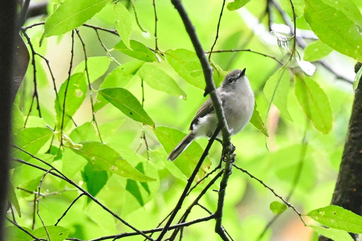 Brown Gerygone - ML631752542