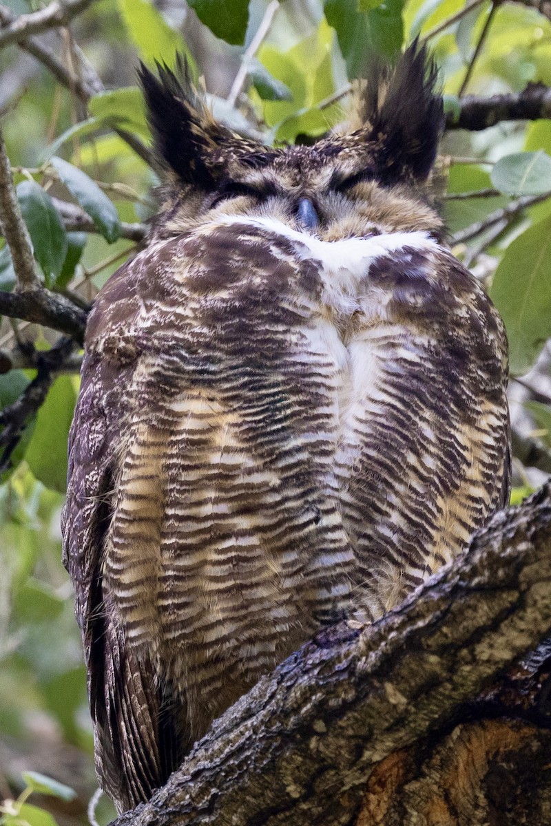 Great Horned Owl - ML631752575