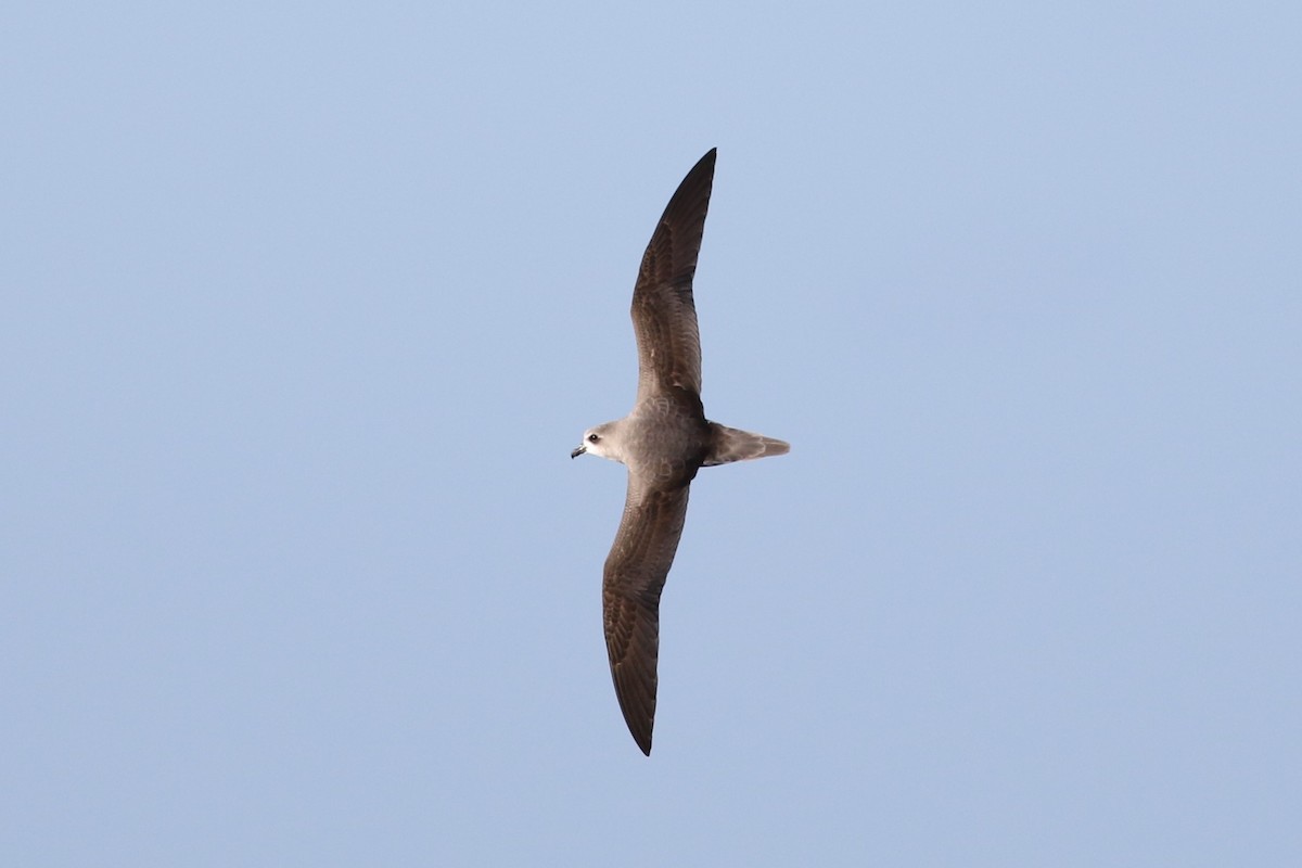 Zino's Petrel - ML63175261