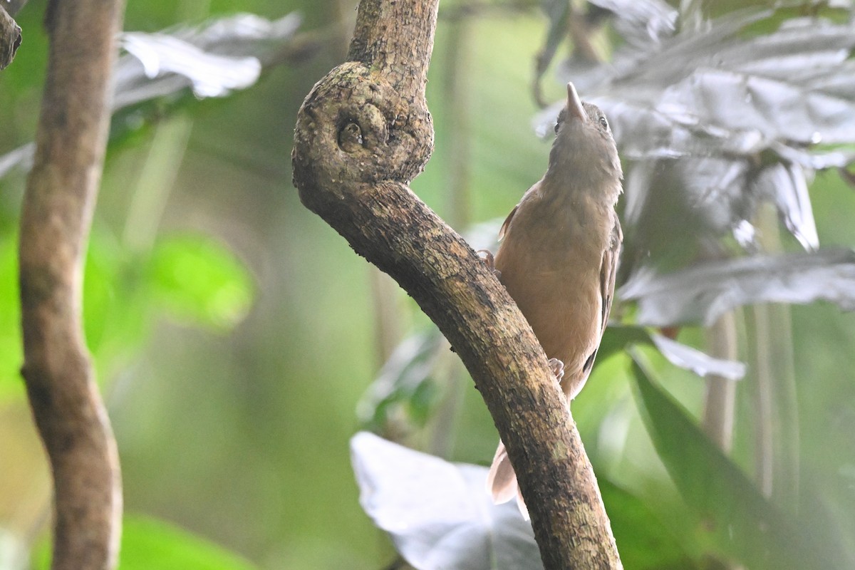 Rufous Shrikethrush - ML631752642