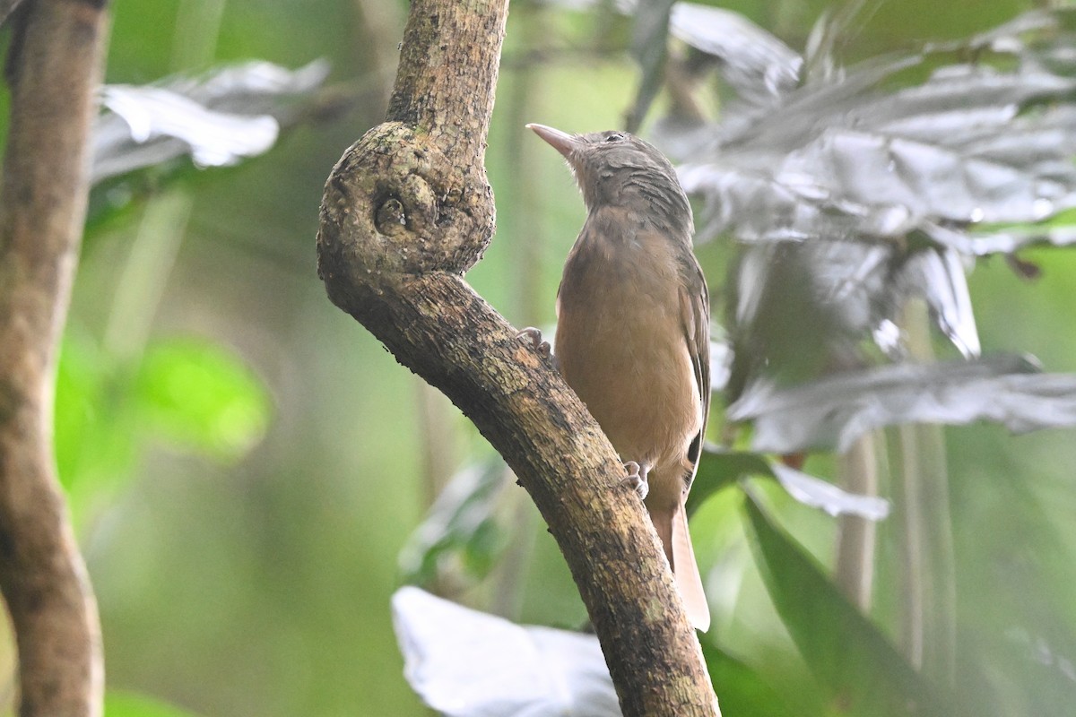 Rufous Shrikethrush - ML631752643