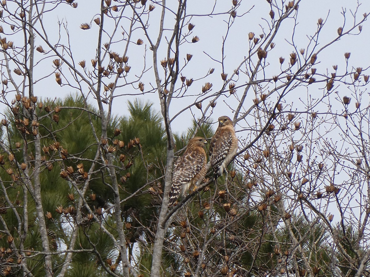 Red-shouldered Hawk - ML631752661