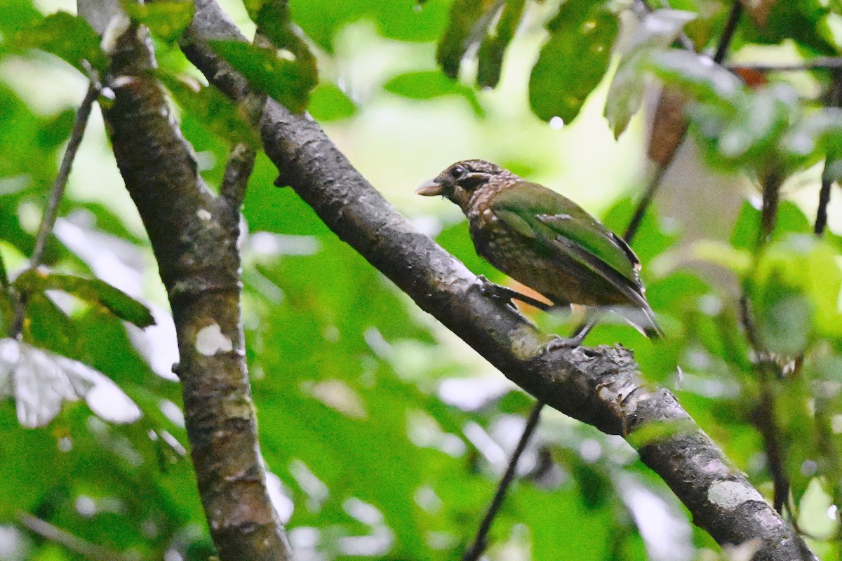 Spotted Catbird - ML631752777