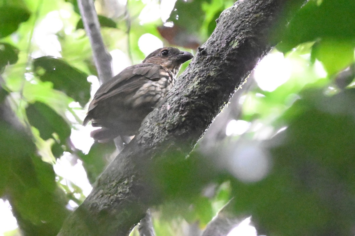 Tooth-billed Bowerbird - ML631752849