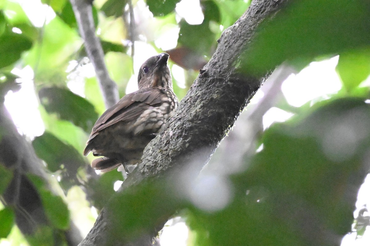 Tooth-billed Bowerbird - ML631752850