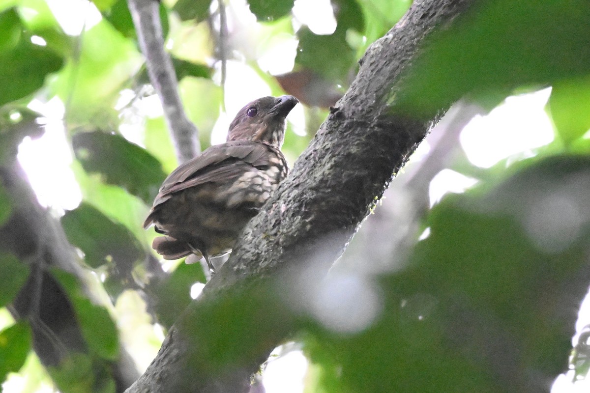 Tooth-billed Bowerbird - ML631752851
