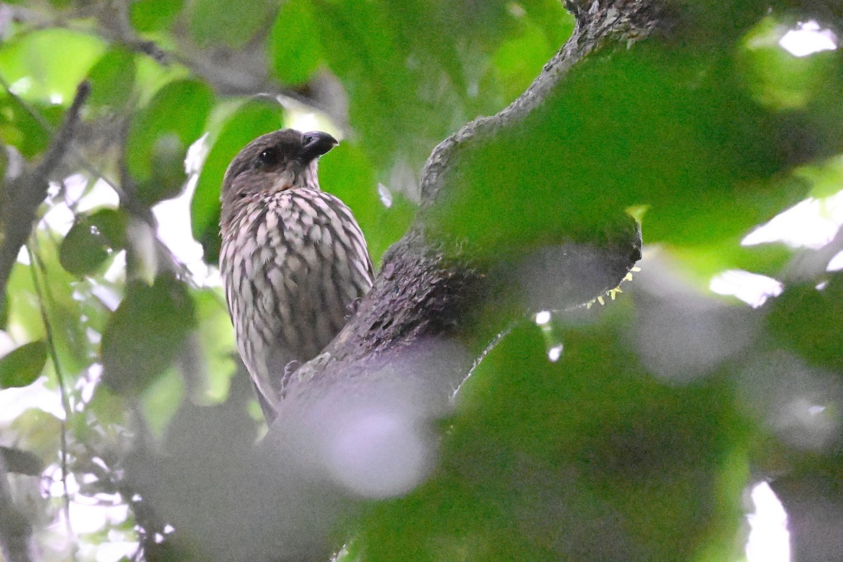 Tooth-billed Bowerbird - ML631752858