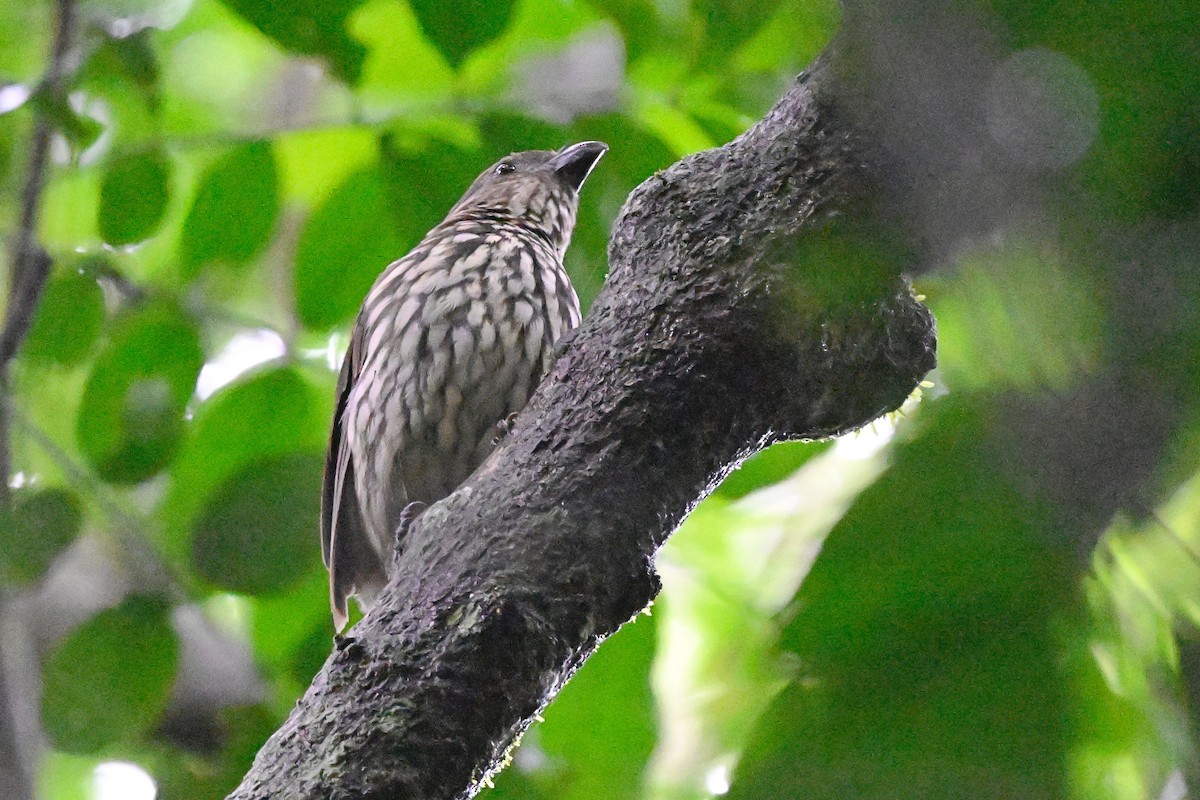 Tooth-billed Bowerbird - ML631752859
