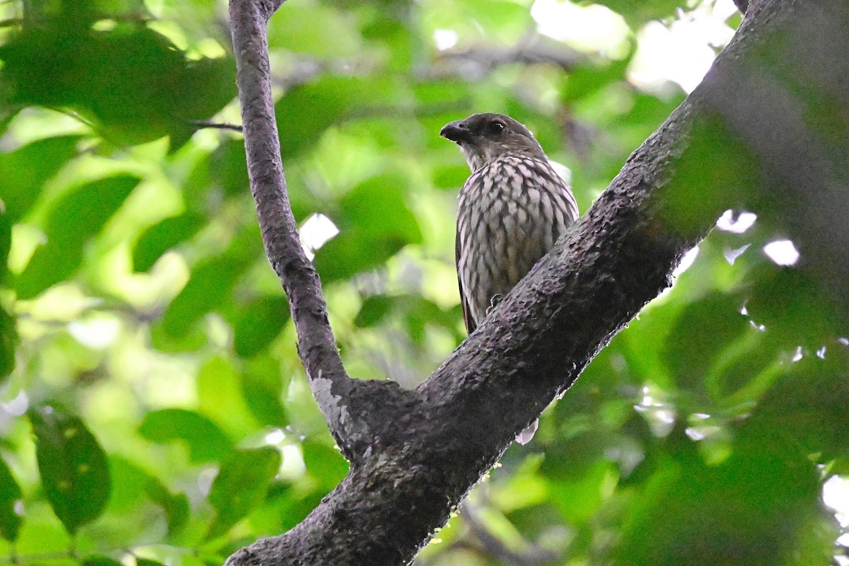 Tooth-billed Bowerbird - ML631752861