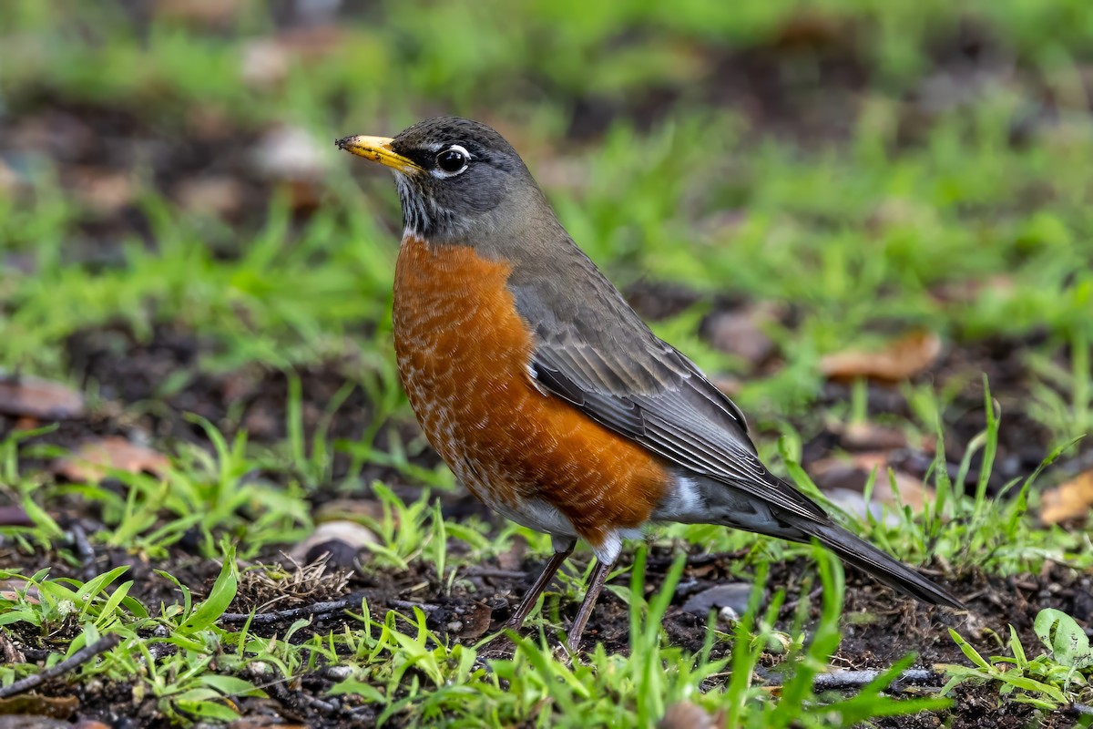American Robin - ML631752877