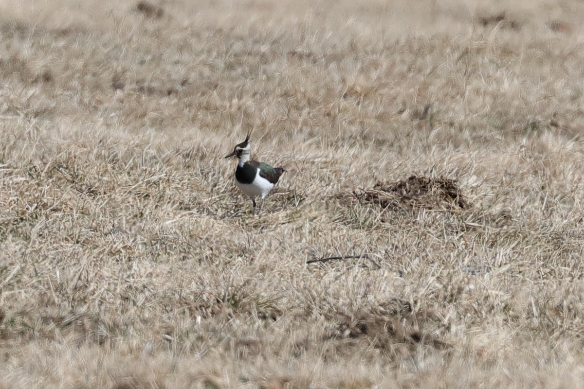 Northern Lapwing - ML631752958
