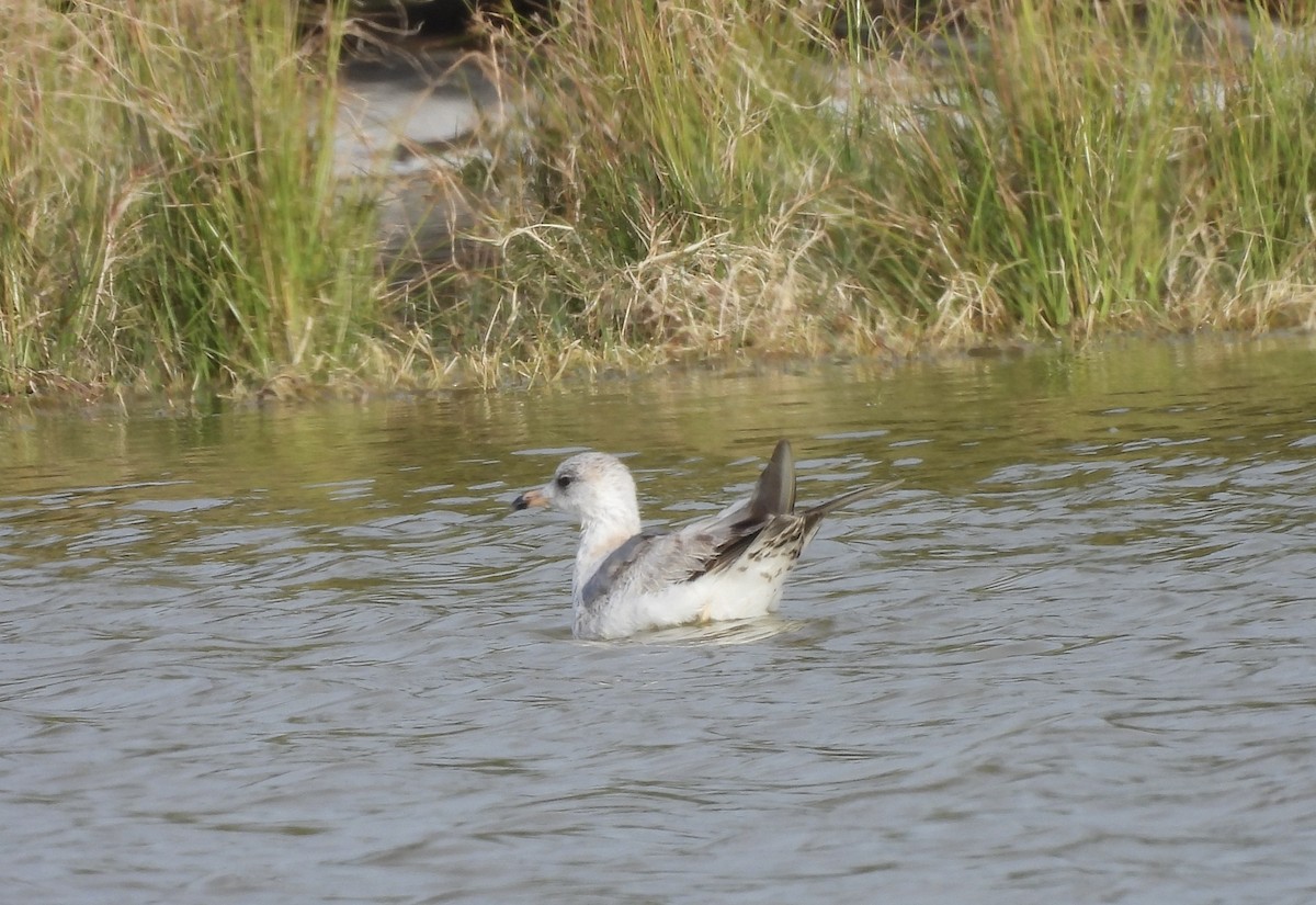 歐亞海鷗(kamtschatschensis) - ML631753237