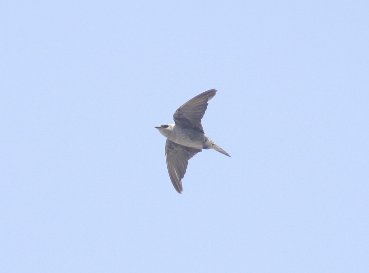 Peruvian Martin - ML631753500