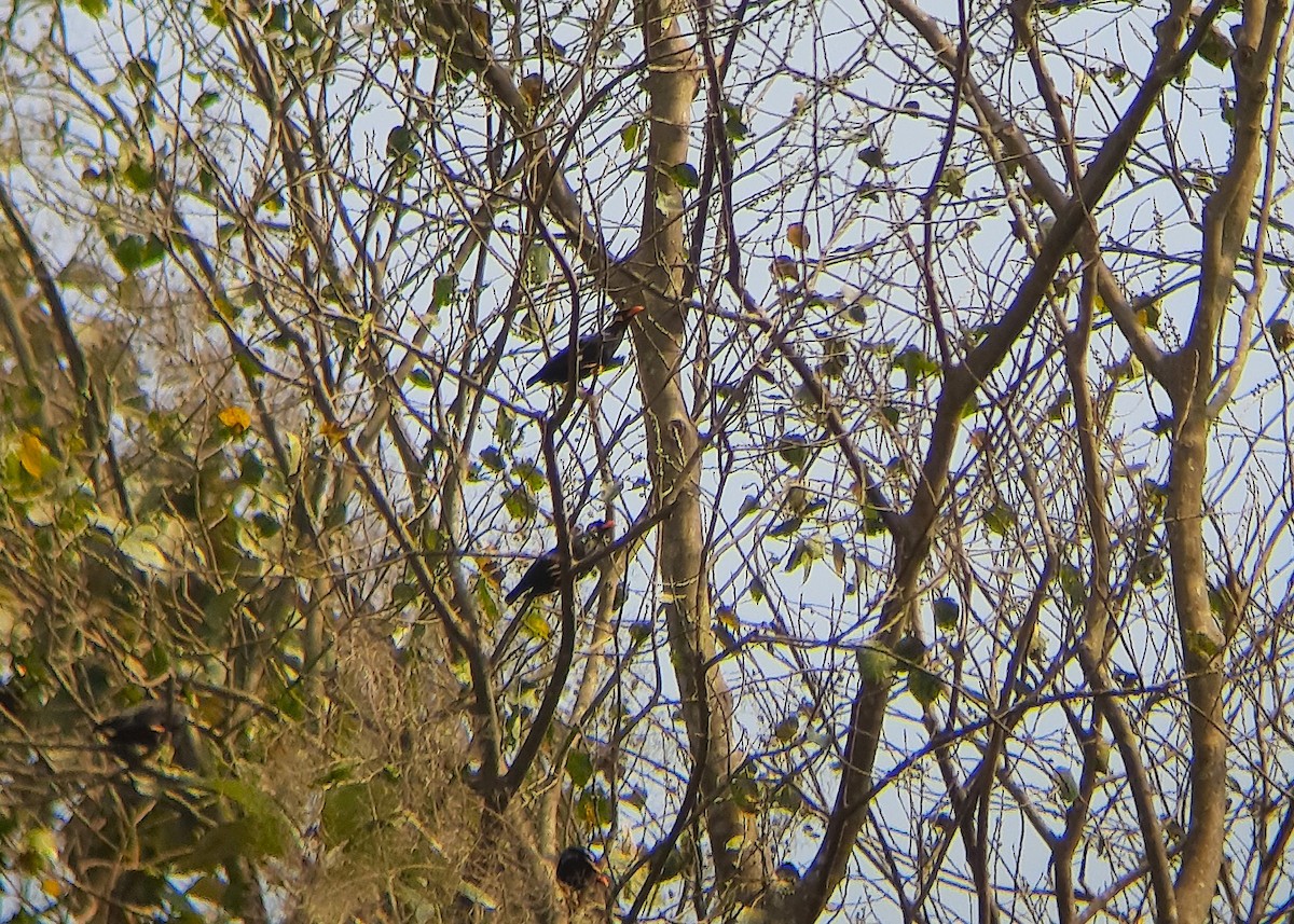 beostær - ML631753620