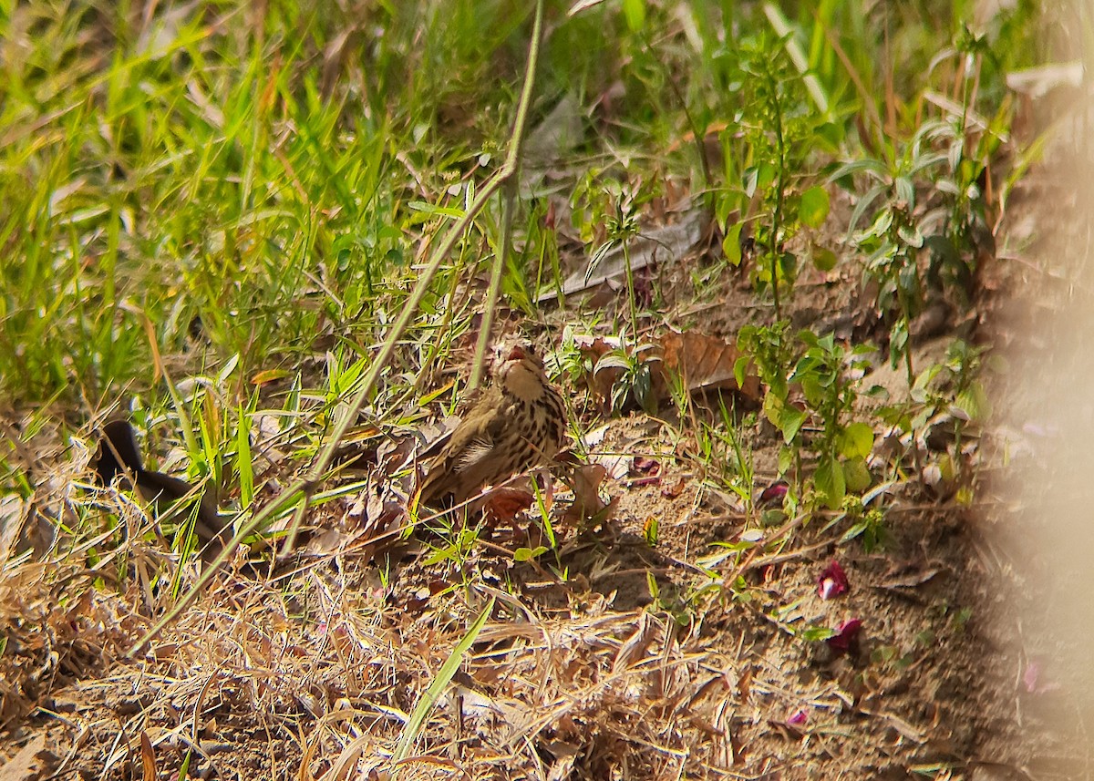 sibirpiplerke - ML631753625