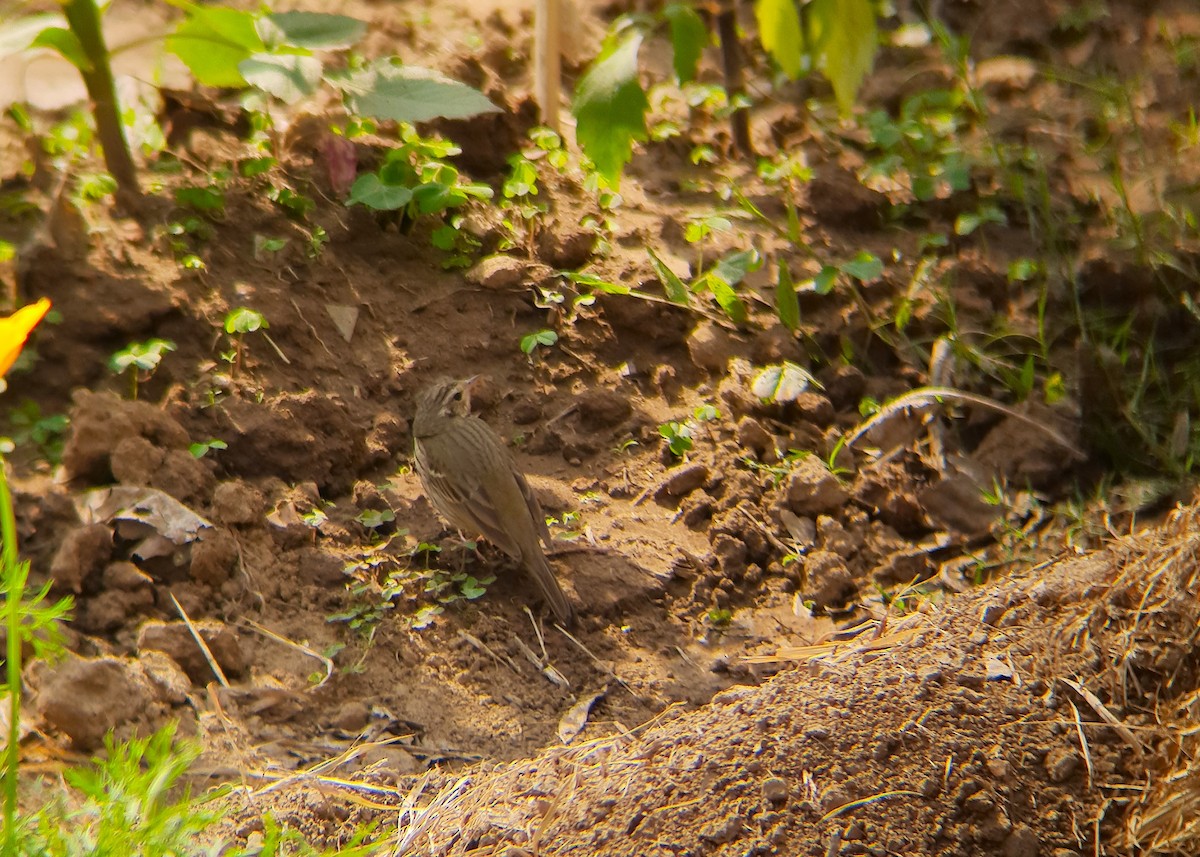 sibirpiplerke - ML631753626