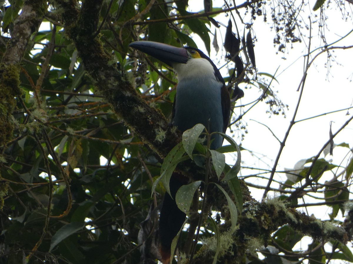 Black-billed Mountain-Toucan - ML631753654