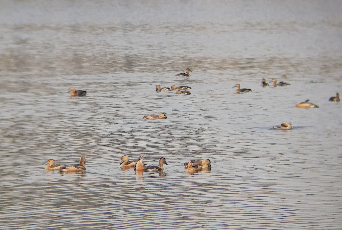 småplystreand - ML631753657